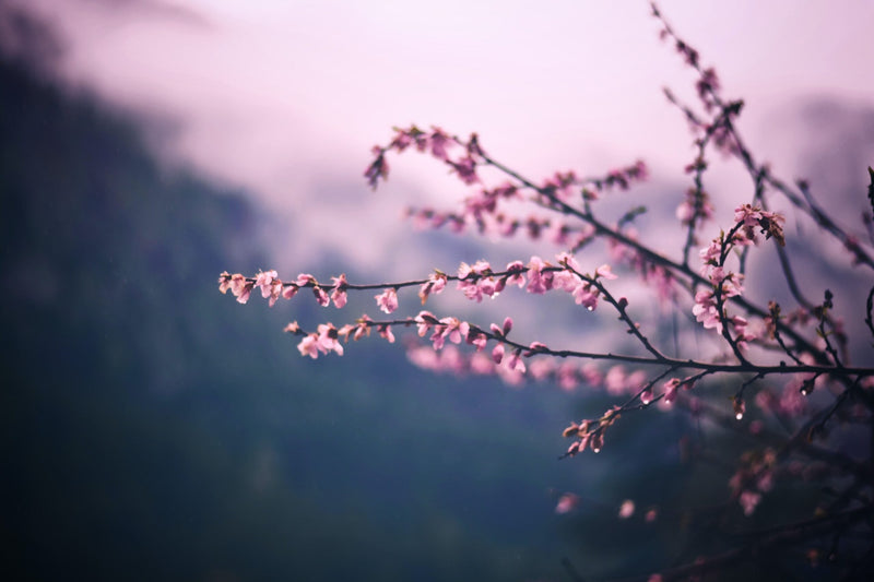 Seasonal Mindfulness: Spring is the Season of Rebirth